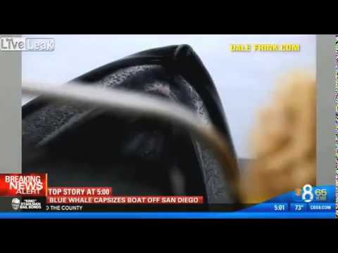 حوت أزرق يُهاجم طاقم تصوير على مركب