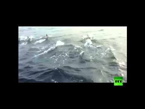 الدلافين ترافق الصيادين في الصين