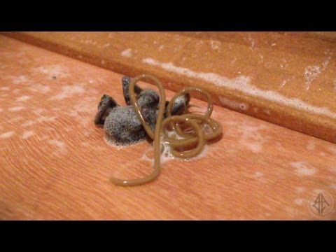 دودة عملاقة تخرج من عنكبوت ميت