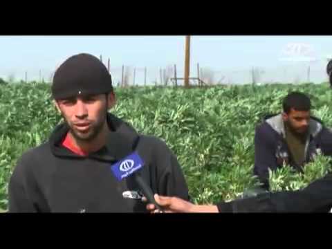 الهالوكعشبة طفيلية جديدة تقلق مزارعو غزة