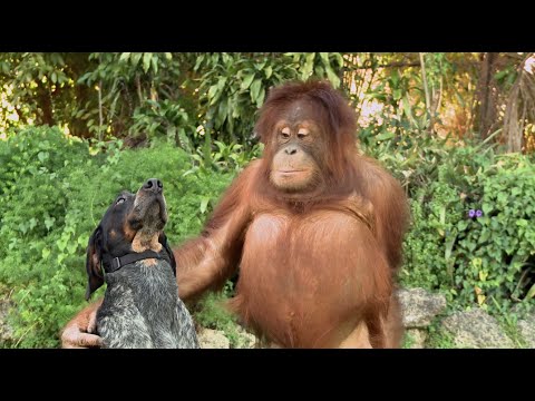 القرود في علاقة صداقة مع الكلاب
