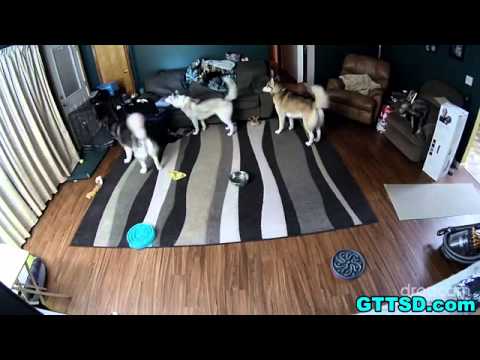 ثلاث كلاب يلعبون في المنزل أثناء غياب صاحبهم