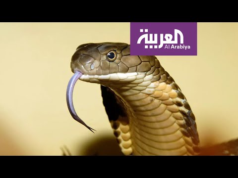 ثعبان آلي عجيب طوّرته جامعة أميركية لتصوير الأماكن الوعرة