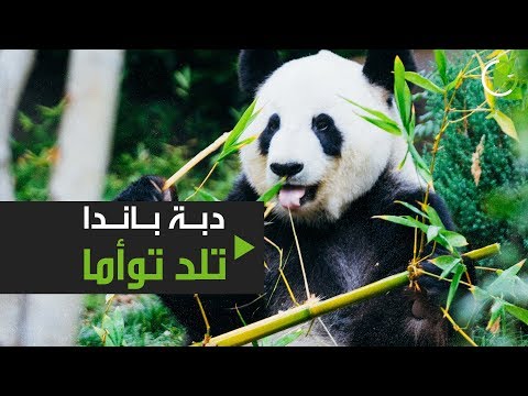 أول دبة باندا تلد توأمًا في المأوى هذا العام