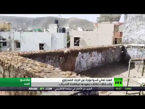الجراد الصحراوي يجتاح الهند للمرة الأولى منذ 27 عامًا