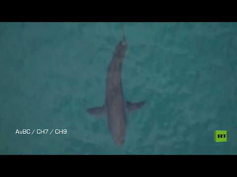 سمكة قرش تقتل راكب الأموج الستيني في أستراليا