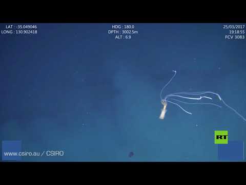 شاهد علماء أستراليون ينشرون شريط فيديو عن حبار أعماق البحار المخيف