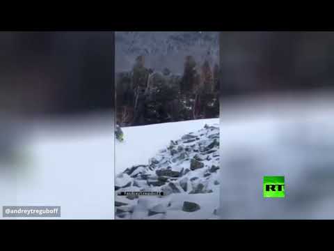 معركة بين طائر حجل ومتزلج  روسي