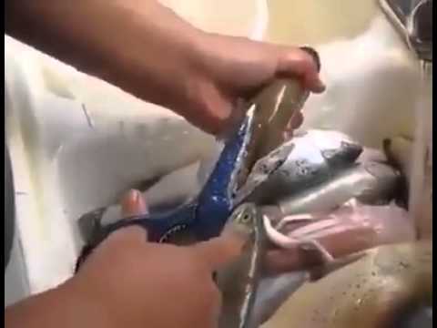 شاهد بالفيديو أسهل طريقة لتنظيف السمك