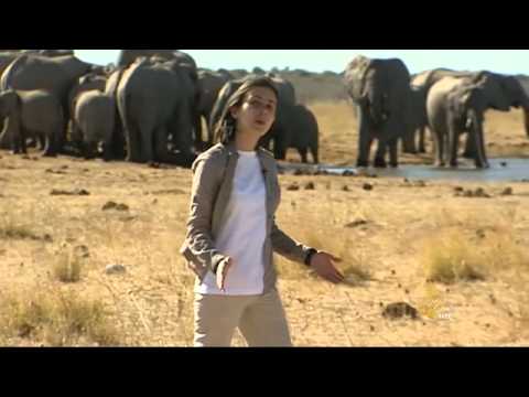 محمية أيتوشا العملاقة في ناميبيا
