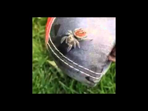 عنكبوت يفزع مصورأثناء تصويره