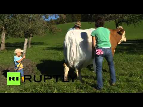 مزارع في ألمانيا يُلبس أبقاره حفاضات