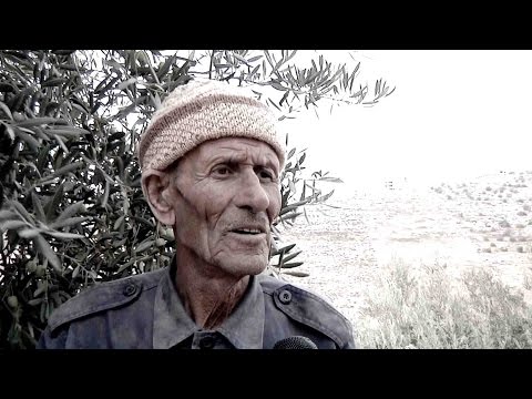 حكاية فلسطيني مع شجرة الزيتون