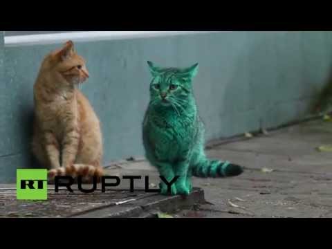 قط أخضر زمردي غريب في بلغاريا