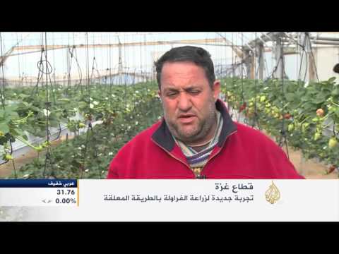 شاهد تجربة جديدة لزراعة الفراولة في فلسطين